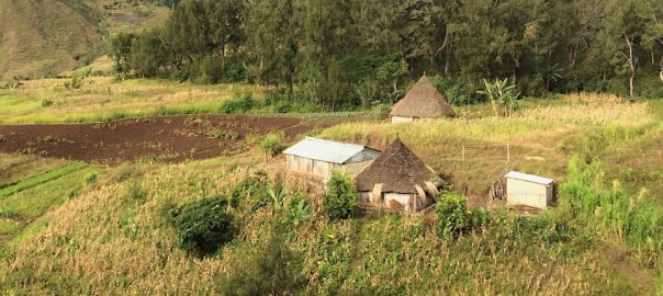 timorese farm